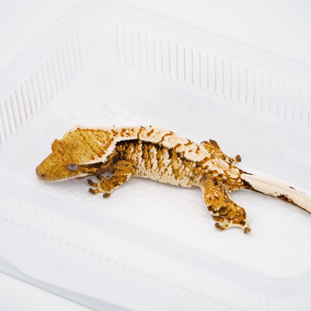 텐저린 익스트림할리퀸