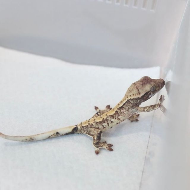 트라이