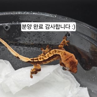 쿵x퀸