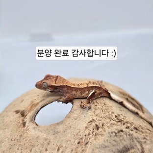 동배