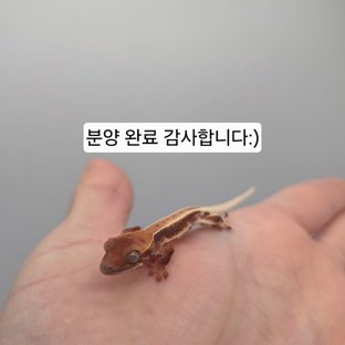 동배