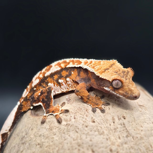 노멀 트라이 텐저린