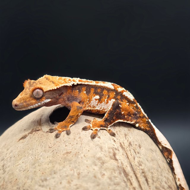 노멀 트라이 텐저린