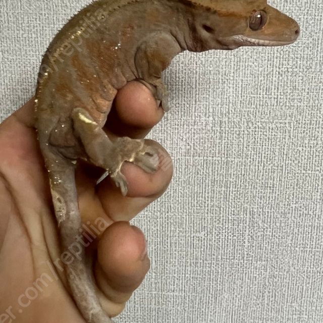 카푸치노
