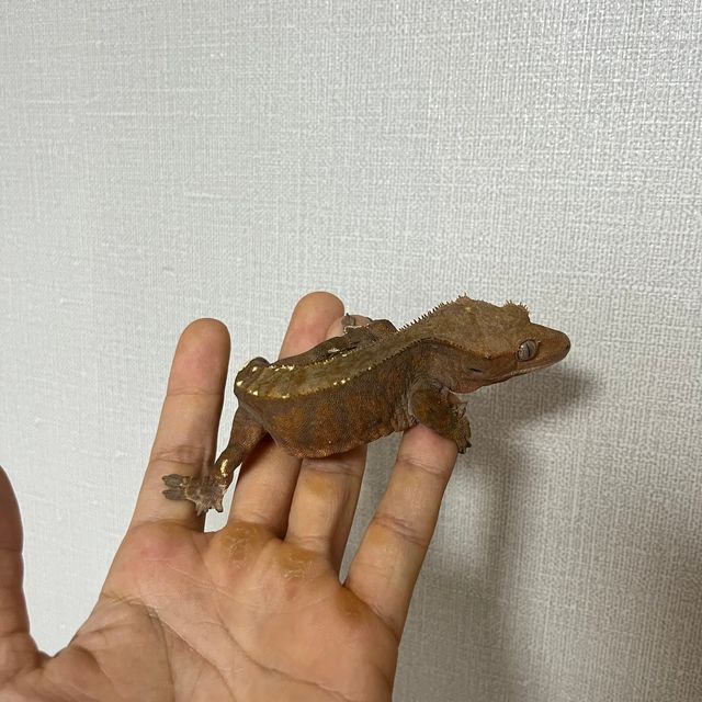 카푸치노
