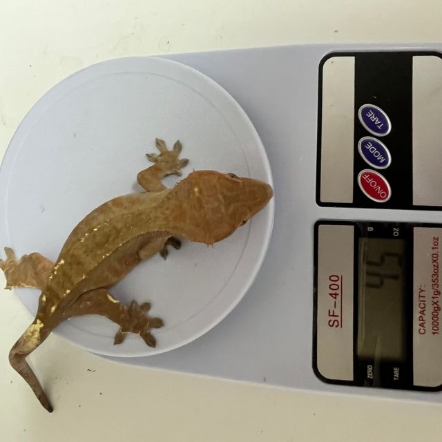 카푸치노