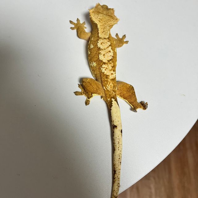 크림시클