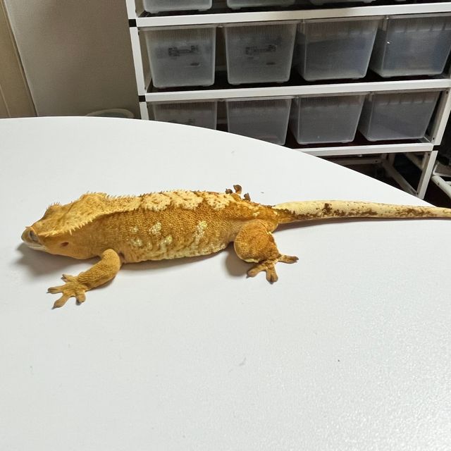 크림시클