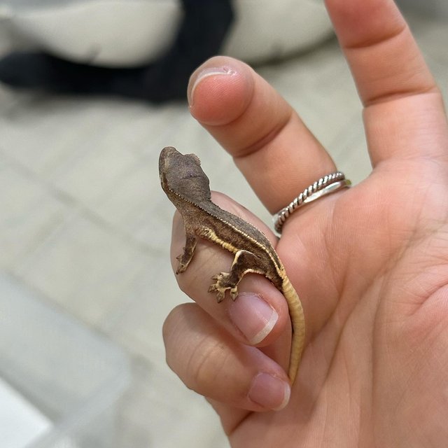 릴리화이트 팬텀 옐로우 크림