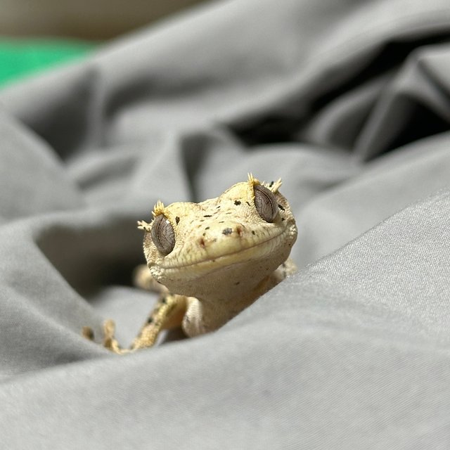 슈퍼달마시안 달마시안 크림 옐로우