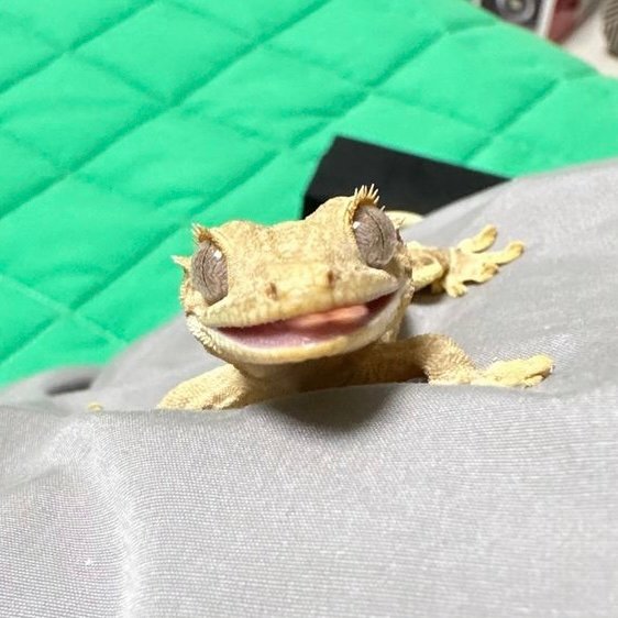 릴리화이트 팬텀 옐로우 크림