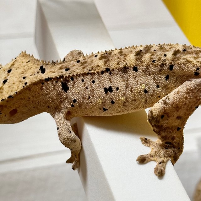 슈퍼달마시안 달마시안 크림 옐로우