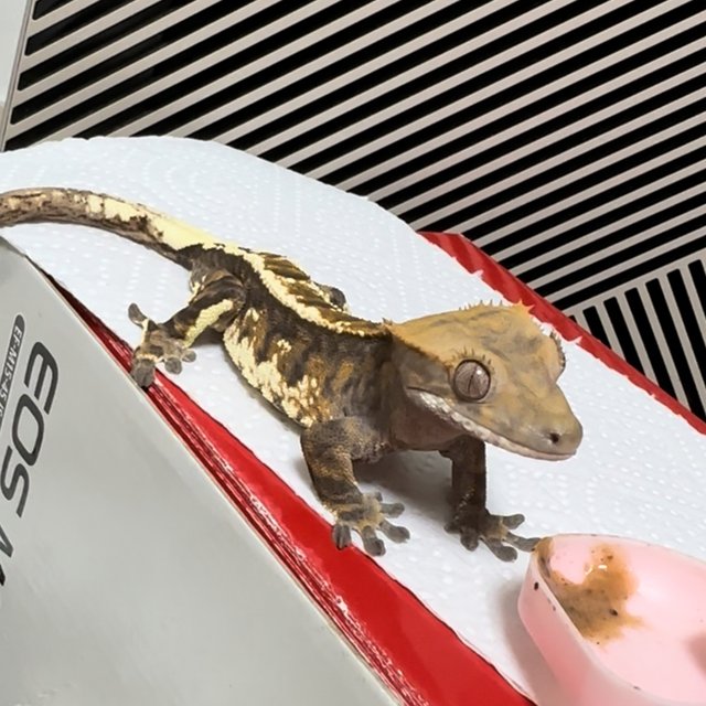 카푸치노 트라이