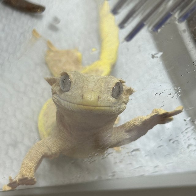 릴리화이트 팬텀 옐로우 크림