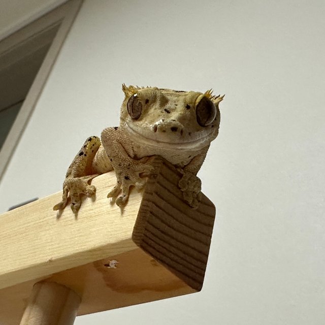 슈퍼달마시안 달마시안 크림 옐로우