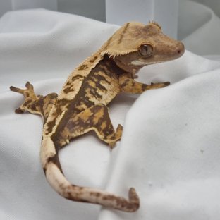 노멀 트라이 익스트림할리퀸 옐로우