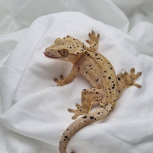 슈퍼달마시안 노멀 옐로우 달마시안