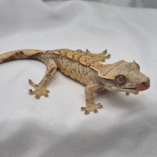 노멀 트라이 익스트림할리퀸 옐로우 텐저린