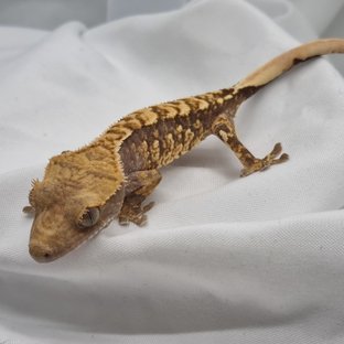 노멀 트라이 익스트림할리퀸