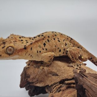 엘릭