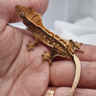 노멀 트라이 텐저린