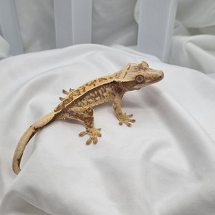 노멀 트라이 익스트림할리퀸