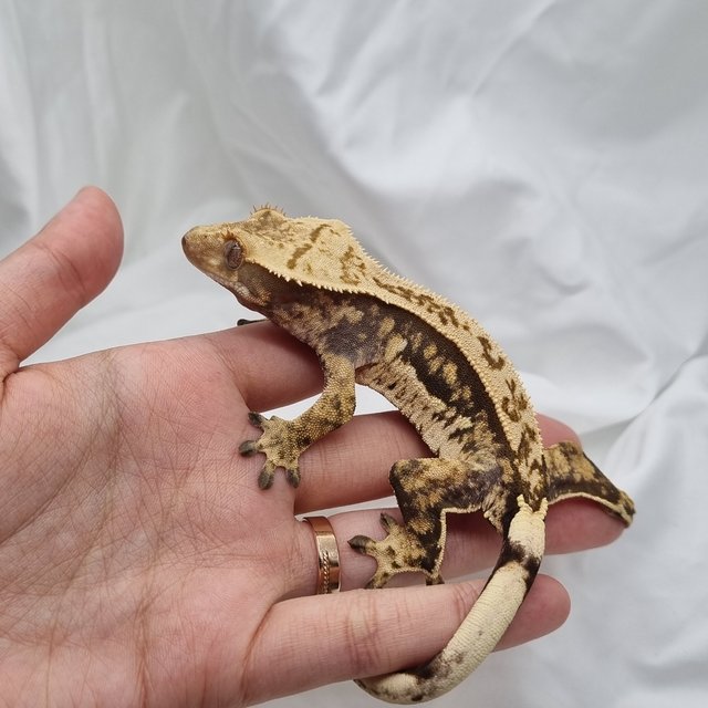 노멀 트라이 쿼드 옐로우