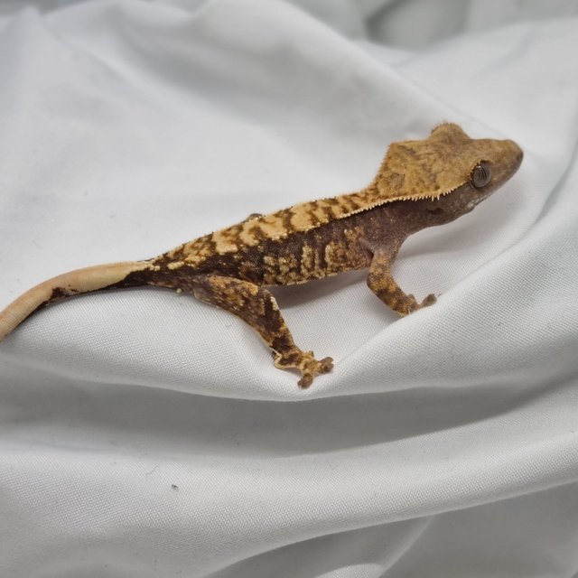 노멀 트라이 익스트림할리퀸