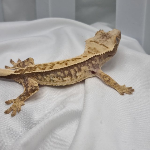 노멀 트라이 익스트림할리퀸