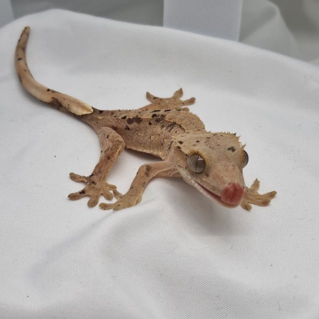 달마시안 슈퍼달마시안 레드