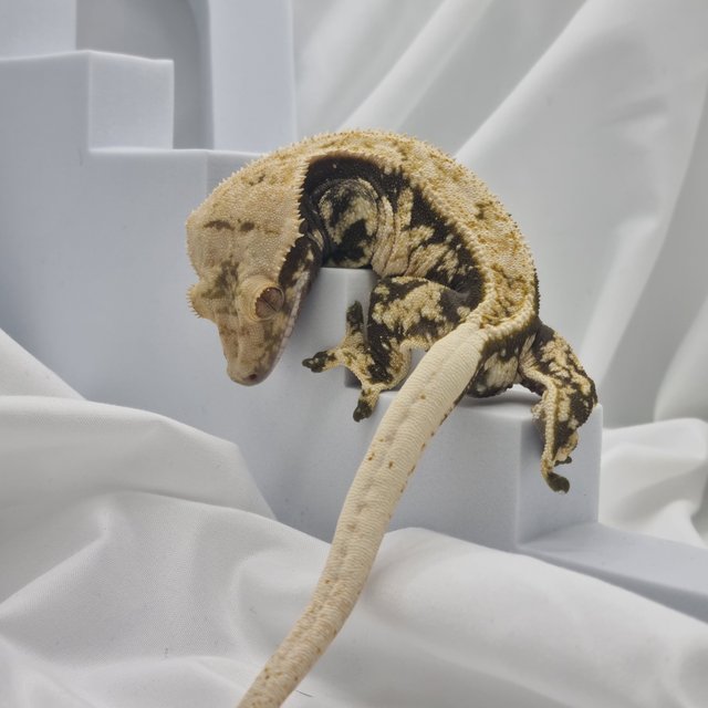 노멀 익스트림할리퀸