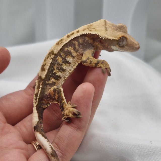 노멀 트라이 익스트림할리퀸 옐로우