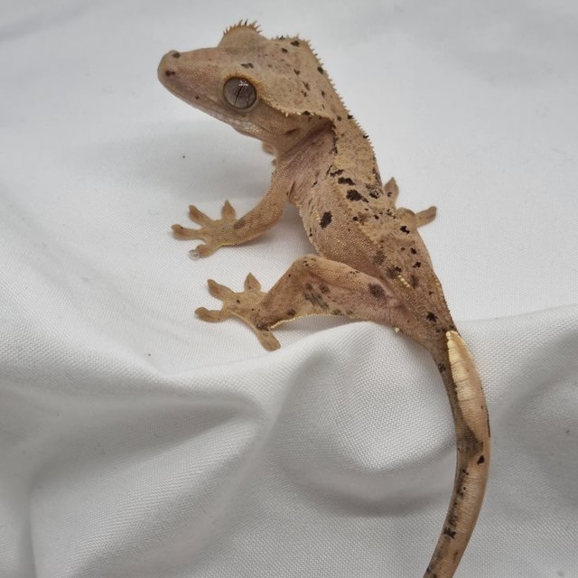 달마시안 슈퍼달마시안 레드