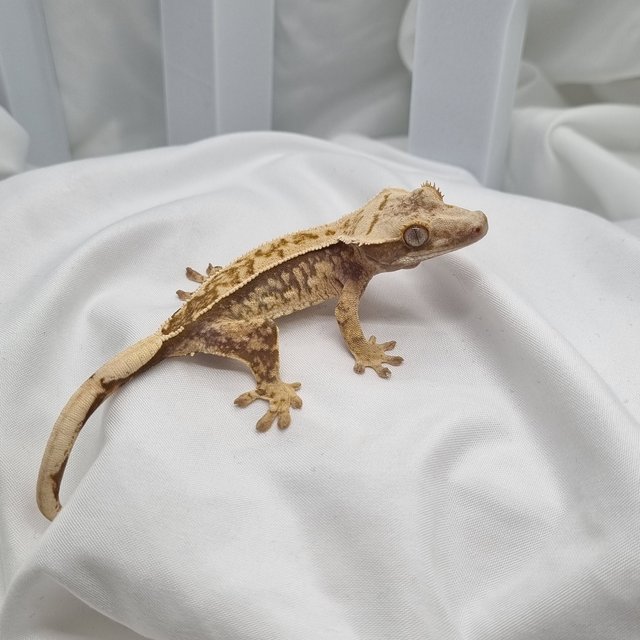 노멀 트라이 익스트림할리퀸