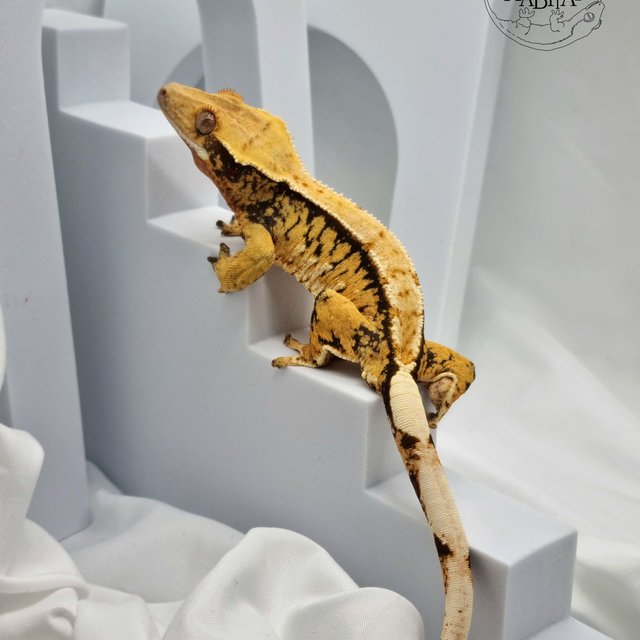 트라이 옐로우 노멀