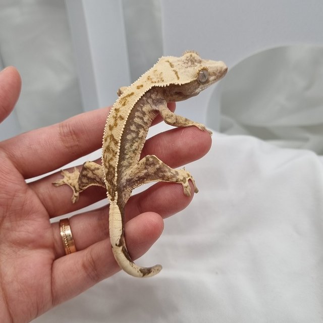 노멀 트라이 익스트림할리퀸