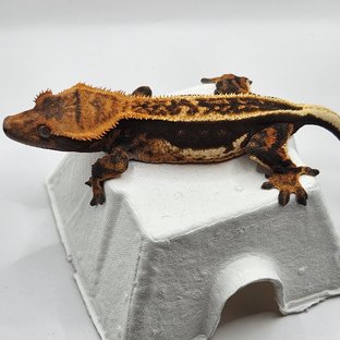 엠티백 쿼드 풀핀