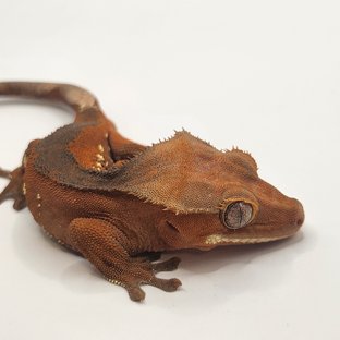 레드 바이 화이트포트홀