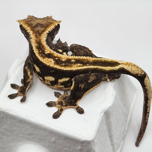 엠티백 다크 쿼드 풀핀