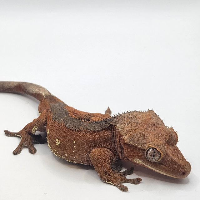 레드 바이 화이트포트홀