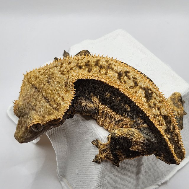 쿼드 풀핀 블랙