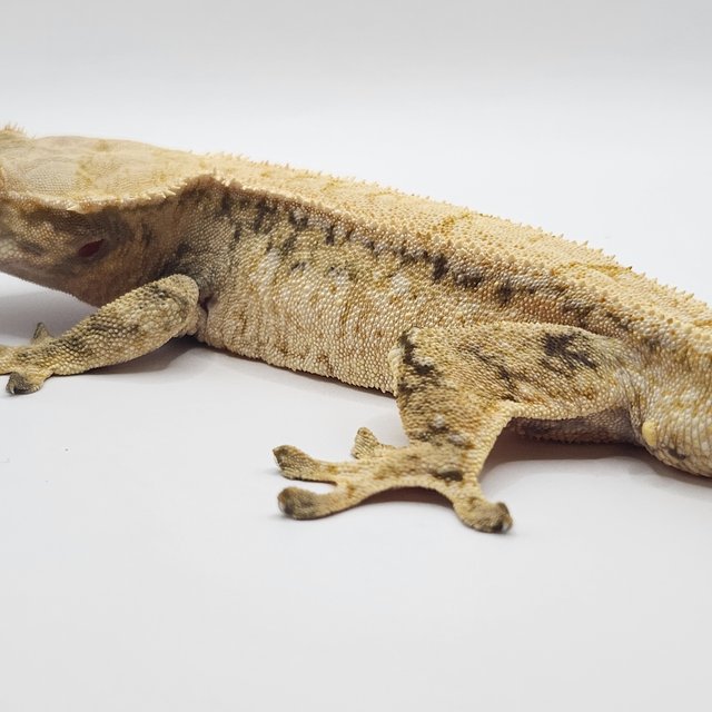 트라이 드리피 화이트스팟