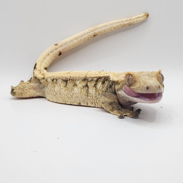 트라이 드리피 화이트스팟