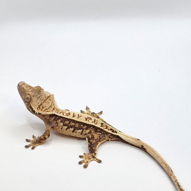 쿼드 풀핀 핀스트라이프 트라이