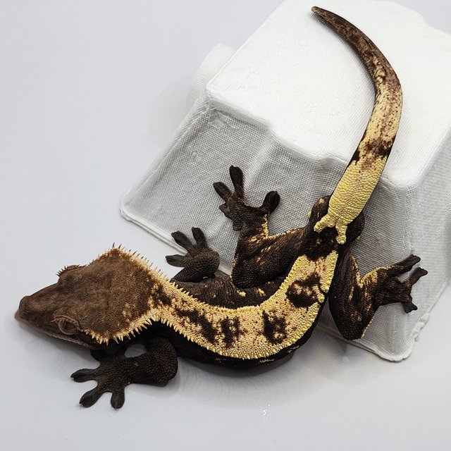 세이블 트라이 텐저린