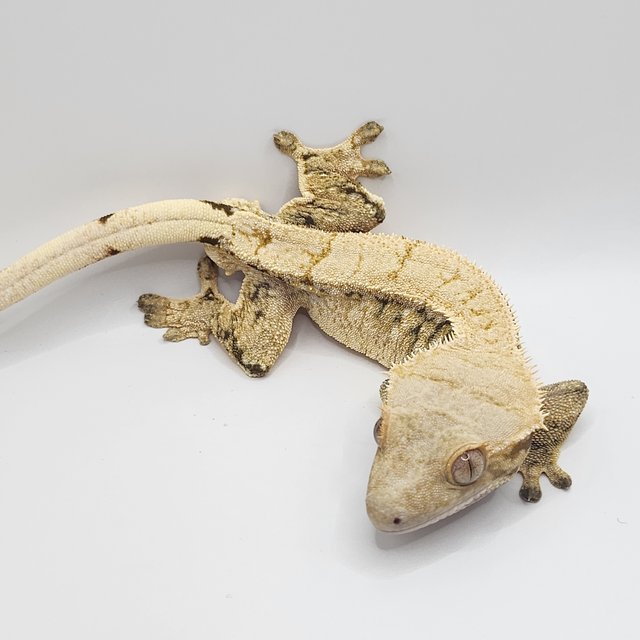 트라이 드리피 화이트스팟