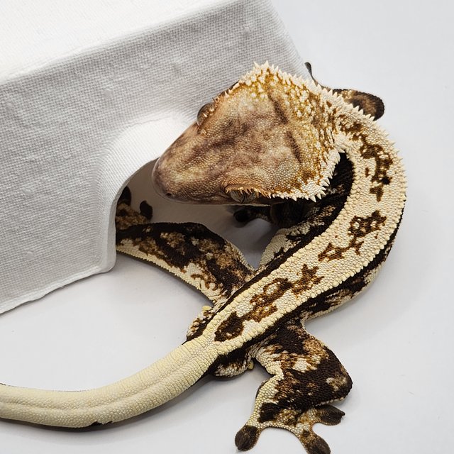 트라이 풀핀 핀스트라이프 텐저린