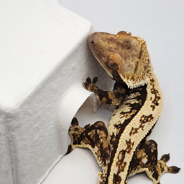 트라이 풀핀 핀스트라이프 텐저린