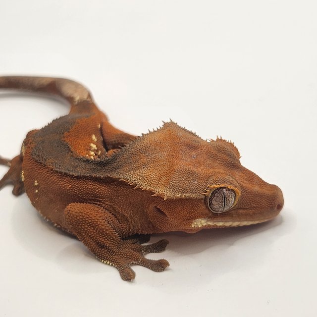 레드 바이 화이트포트홀