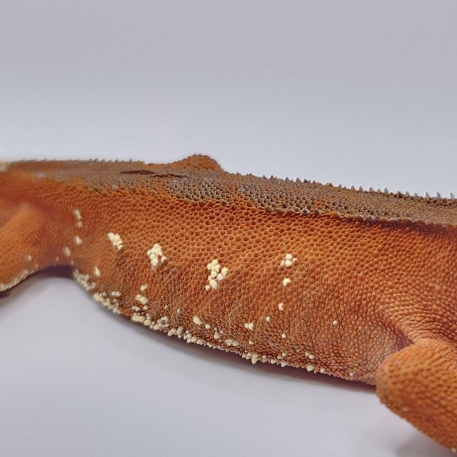 레드 바이 화이트포트홀